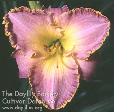 Daylily Secret Splendor
